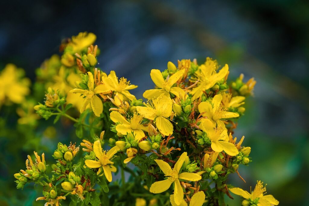johannis herbs, blossoms, yellow, bloom, wort, hypericum perforatum, common st john's wort, nature, shrub