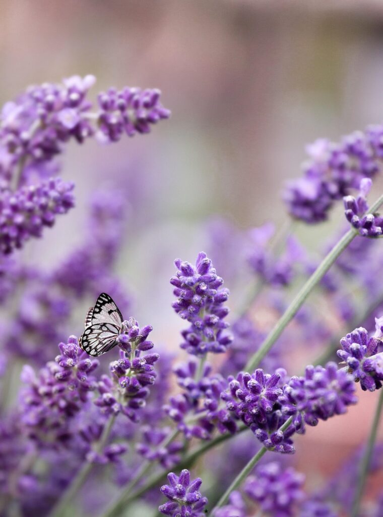butterfly, lavender, nature, pollination, bloom, blossom, spring, insect, entomology