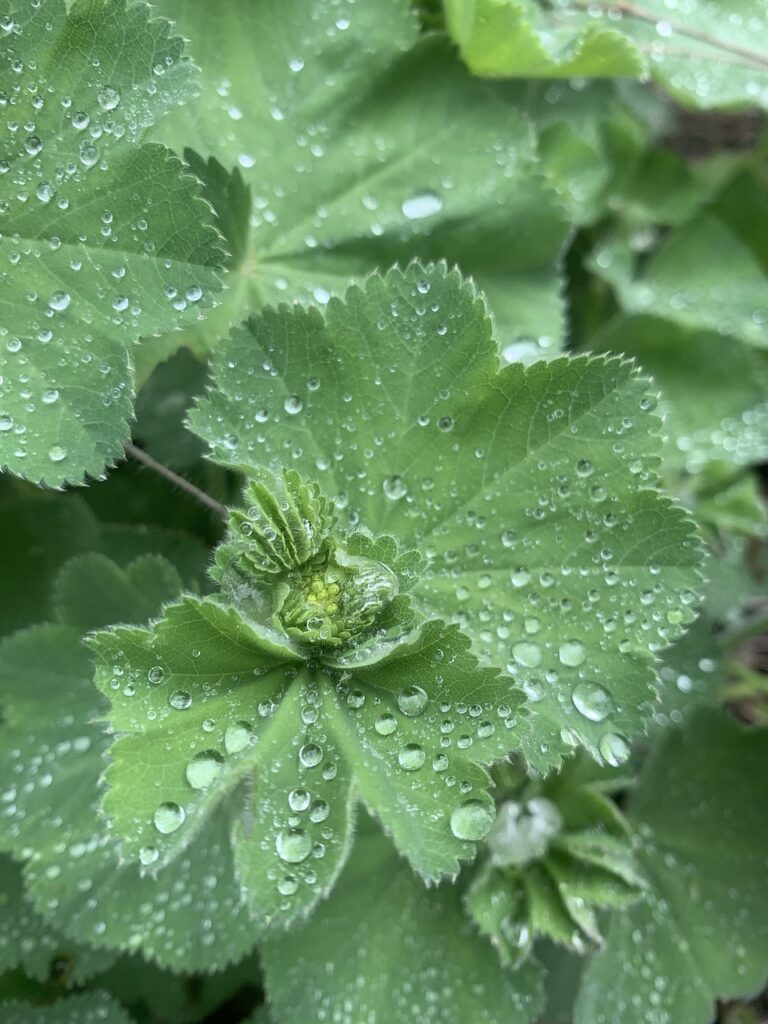 raindrop, green, plant, nature, waterdrop, leaf, rain, spring, frauenmantel