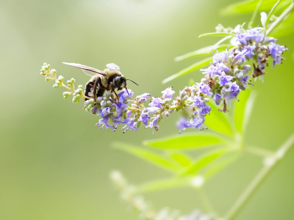 Close-up of a bee pollinating purple flowers outdoors, showcasing nature's vibrant beauty.